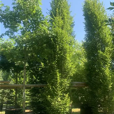 Solitär 500-600 24-1224 2015 - Pyramiden-Hainbuche 'Fastigiata' - Carpinus betulus 'Fastigiata' - Collection