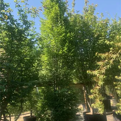 Solitär 25-047 2015 - Pyramiden-Hainbuche 'Fastigiata' - Carpinus betulus 'Fastigiata' - Collection