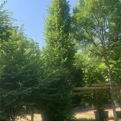 Solitär 25-048 2015 - Pyramiden-Hainbuche 'Fastigiata' - Carpinus betulus 'Fastigiata' - Collection