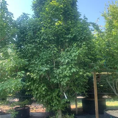Solitär 300-350 HP24-244 2107 - Säulen-Hainbuche 'Monument' - Carpinus betulus 'Monument' - Collection