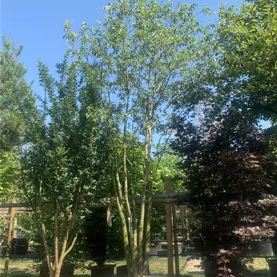 Schirmform 200-300 x 350-400 24-B80 2090 - Südlicher Zürgelbaum - Celtis australis - Collection