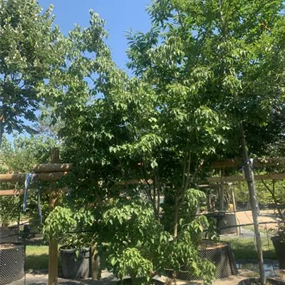 Solitär GO2024-036 590 - Jap.Blumen-Hartriegel - Cornus kousa - Collection