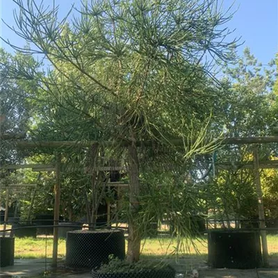 Solitär 300-350 HP24-625 2069 - Sicheltanne 'Araucarioides' - Cryptomeria japonica 'Araucarioides' - Collection