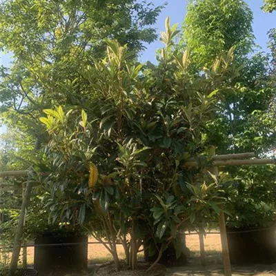 Solitär 25-037 1550 - Wollmispel - Eriobotrya japonica - Collection