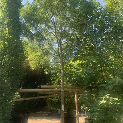 Hochstamm 25-061 1548 - Kleinkronige Esche 'Raywood' - Fraxinus angustifolia 'Raywood' - Collection