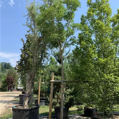 Hochstamm 16-18 24-1268 994 - Blumenesche 'Obelisk' - Fraxinus ornus 'Obelisk' - Collection
