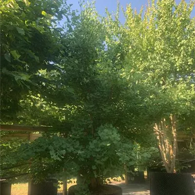 Solitär 300-350 23-31C 1785 - Fächerblattbaum 'Princeton Sentry' - Ginkgo biloba 'Princeton Sentry' - Collection