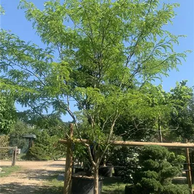 Schirmform 200 - 250 x 300 - 350, Nr. 22.32A 1980 - Lederhülsenbaum 'Skyline' - Gleditsia triacanthos 'Skyline' - Collection