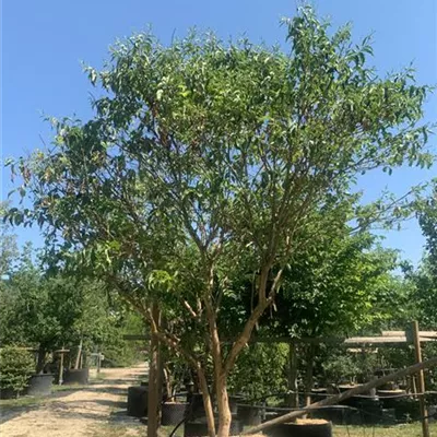 Schirmform 300-400 x 400-450 24-A60 3750 - Heptacodium - Heptacodium miconioides - Collection