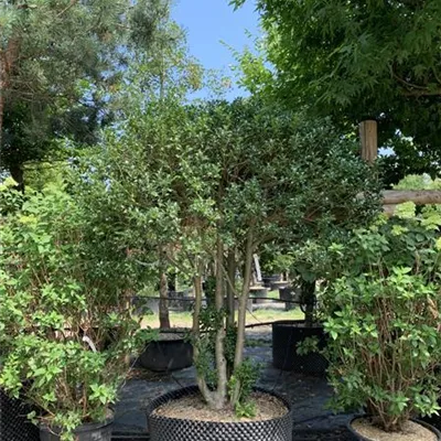 Schirmform 200-225 Nr. HP23-183 1785 - Alaska-Stechpalme - Ilex aquif.'Alaska' - Collection