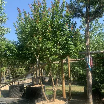 Schirmform 200-250 24-B35 2240 - Chinesische Kräuselmyrte 'Dynamite' - Lagerstroemia indica 'Dynamite' -R- - Collection