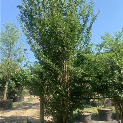 Schirmform 100 - 150 x 250 - 300, Nr. 22.33A 2800 - Chinesische Kräuselmyrte - Lagerstroemia indica 'Tuscarora' - Collection