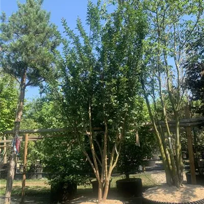 Schirmform 150-200 x 250-300 24-C74 2690 - Chinesische Kräuselmyrte - Lagerstroemia indica 'Tuscarora' - Collection