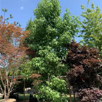 Solitär 500-600 24-1260 3142 - Amerikanischer Amberbaum - Liquidambar styraciflua - Collection