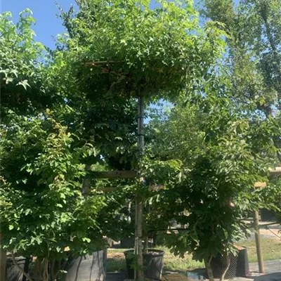 Hochstamm dachförmig 16-18 VP24-8034 977 - Amerikanischer Amberbaum - Liquidambar styraciflua - Collection