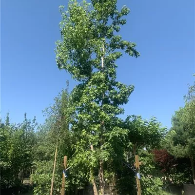 Solitär VP24-8019 3729 - Amerikanischer Amberbaum - Liquidambar styraciflua - Collection