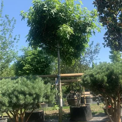 Dachform 25-084 977 - Amerikanischer Amberbaum - Liquidambar styraciflua - Collection