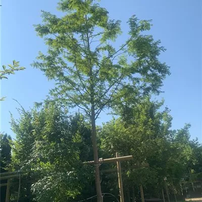 Hochstamm 25-30 HP24-38 1845 - Chinesisches Rotholz - Metasequoia glyptostroboides - Collection