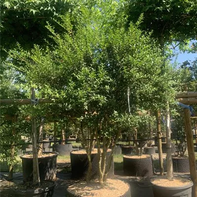 Schirmform 200-250 24-B04 2990 - Burkwoods Duftblüte - Osmanthus burkwoodii - Collection