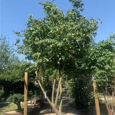Schirmform 200-300 x 400-450 24-B60 4350 - Eisenbaum - Parrotia persica - Collection