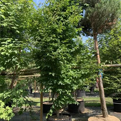 Schirmform 25-031 2193 - Eisenbaum - Parrotia persica - Collection