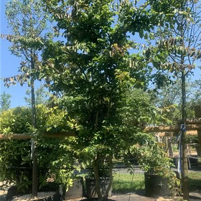 Schirmform 25-129 2800 - Eisenbaum - Parrotia persica - Collection