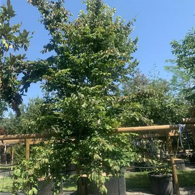 Schirmform 25-128 2800 - Eisenbaum - Parrotia persica - Collection