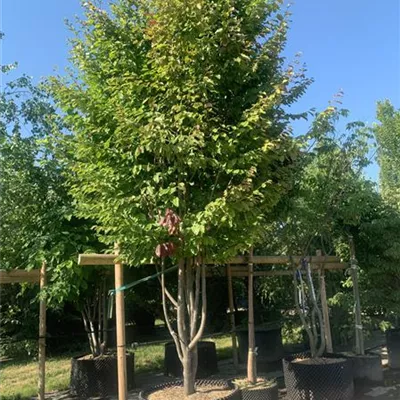 Schirmform 150-200 x 300-350 23-93C 3100 - Eisenbaum 'Vanessa' - Parrotia persica 'Vanessa' - Collection