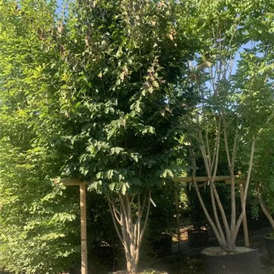 Schirmform 150-200 x 350-400 23-19D 3900 - Eisenbaum 'Vanessa' - Parrotia persica 'Vanessa' - Collection
