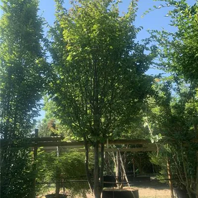 Schirmform 400-450 24-1242 3900 - Eisenbaum 'Vanessa' - Parrotia persica 'Vanessa' - Collection