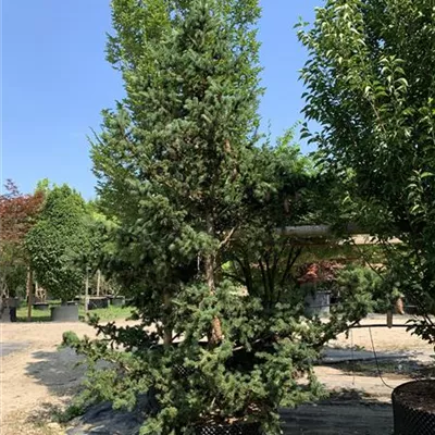 Solitär 225-250 HP24-647 1355 - Blaue Stechfichte 'Lucky Strike' - Picea pungens 'Lucky Strike' - Collection