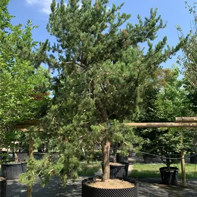 Charakterbaum 24/25 5550 - Strauchkiefer - Pinus banksiana - Collection