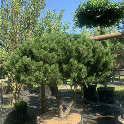 Schirmform 125-150 x 125-150 24-E56 2690 - Strauch-Kiefer 'Gnom' - Pinus mugo 'Gnom' - Collection