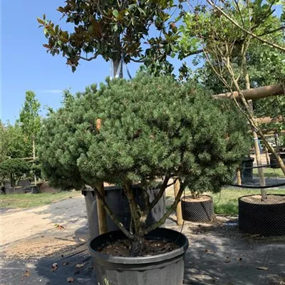 Schirmform 175-200 x 150-175 24-C83 3750 - Kugel-Kiefer 'Mops' - Pinus mugo 'Mops' - Collection