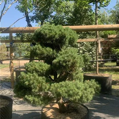 Bonsaiform 80-100 x 100-125 24-E43 2610 - Kugel-Kiefer 'Mops' - Pinus mugo 'Mops' - Collection