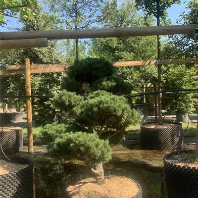 Bonsaiform 100-125 24-E44 2610 - Kugel-Kiefer 'Mops' - Pinus mugo 'Mops' - Collection