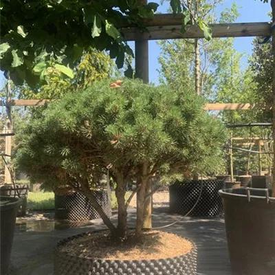 Solitäre 24/25-E41 1350 - Kugel-Kiefer 'Mops' - Pinus mugo 'Mops' - Collection