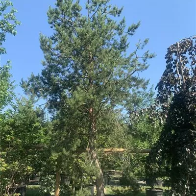 Solitär 500-550 HP23-207 2950 - Kiefer - Pinus sylvestris - Collection