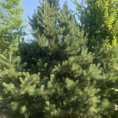 Solitär 250-275 23/24-8A 1020 - Kiefer - Pinus sylvestris - Collection