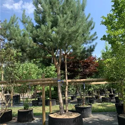 Charakterbaum 24/25-A6 3750 - Kiefer - Pinus sylvestris - Collection