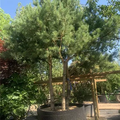 Pinienform 24/25-47A 7350 - Kiefer - Pinus sylvestris - Collection