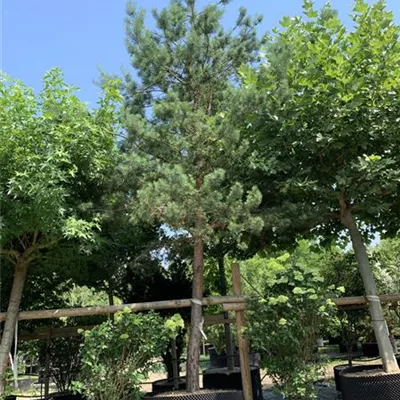 Hochstamm 50-55 24-1248 4200 - Wald-Kiefer 'Glauca' - Pinus sylvestris 'Glauca' - Collection