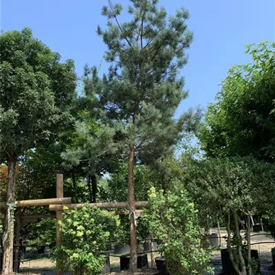 Hochstamm 45-50 24-1249 3800 - Wald-Kiefer 'Glauca' - Pinus sylvestris 'Glauca' - Collection