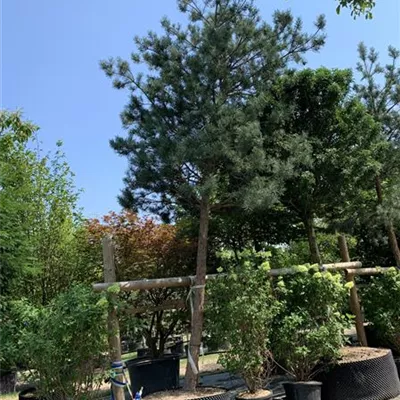 Hochstamm 40-45 24-1250 3700 - Wald-Kiefer 'Glauca' - Pinus sylvestris 'Glauca' - Collection