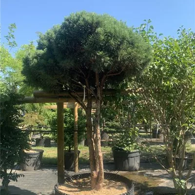 Schirmform 125-150 x 200-225 24/25-E12 4130 - Silberkiefer - Pinus sylvestris 'Watereri' - Collection