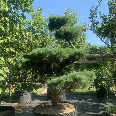 Bonsaiform 150-200 x 175-200 24-E13 4050 - Silberkiefer - Pinus sylvestris 'Watereri' - Collection
