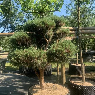Bonsaiform 125-150 2660 - Silberkiefer - Pinus sylvestris 'Watereri' - Collection