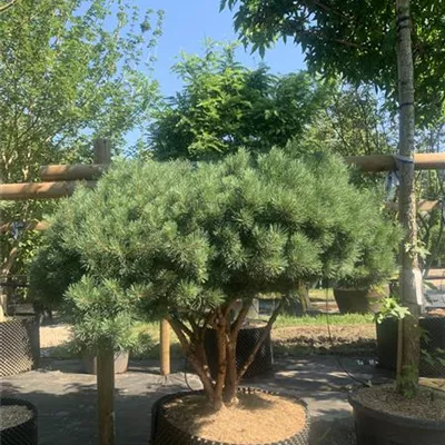 Schirmform 125-150 x 125-150 24-E47 2390 - Silberkiefer - Pinus sylvestris 'Watereri' - Collection