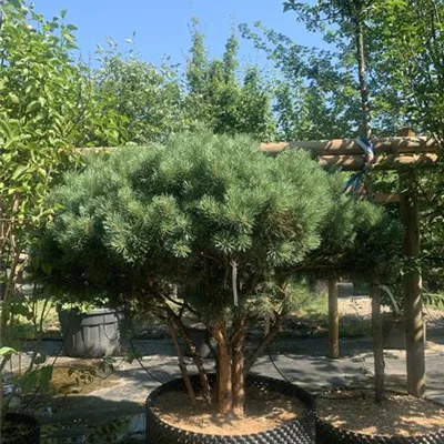 Schirmform 125-150 x 125-150 2240 - Silberkiefer - Pinus sylvestris 'Watereri' - Collection