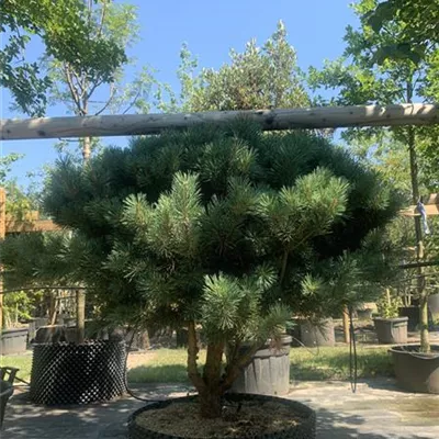 Schirmform 100-125 x 100-125 24-E51 1340 - Silberkiefer - Pinus sylvestris 'Watereri' - Collection